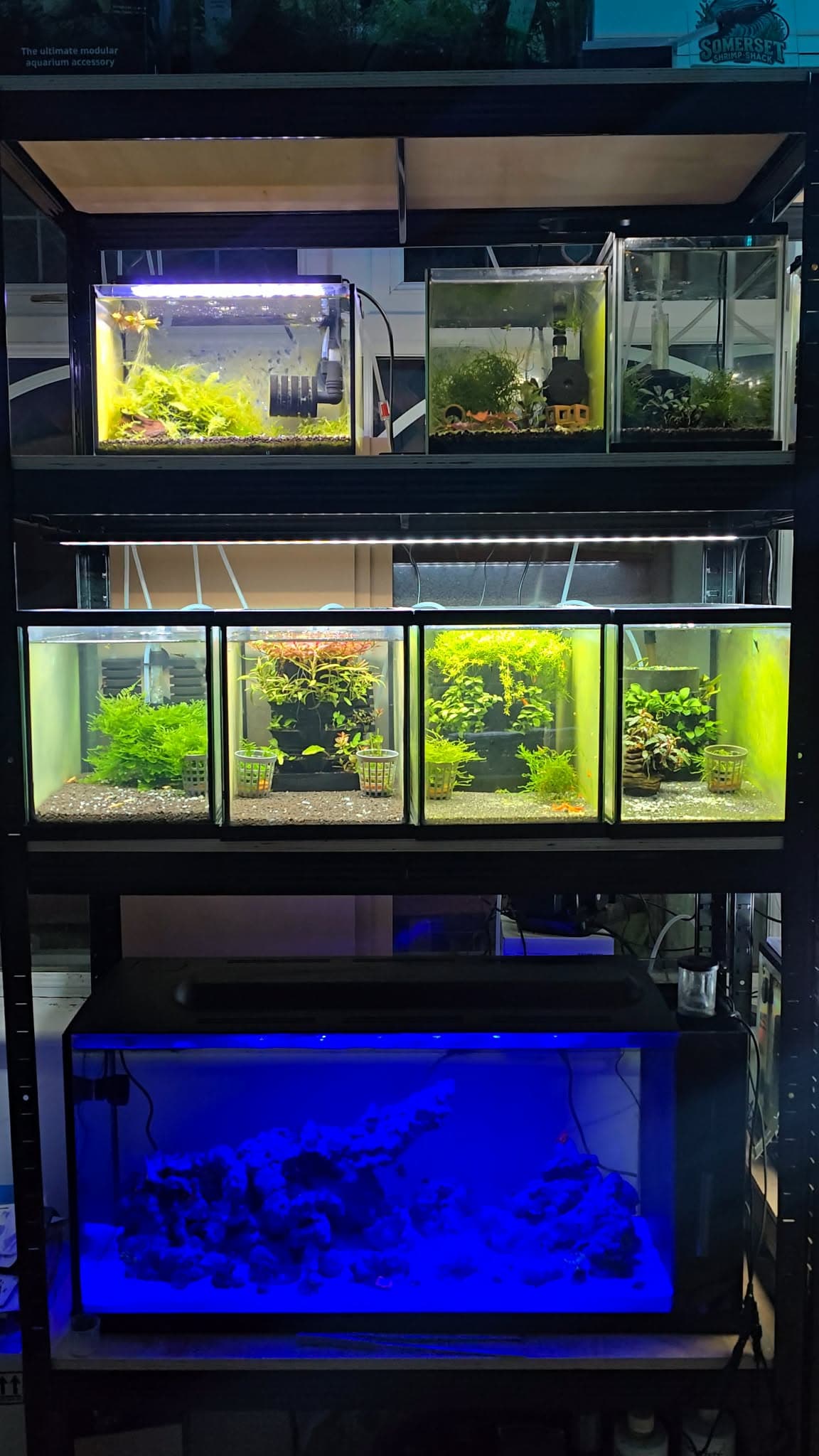 Somerset Shrimp Shack breeding facility