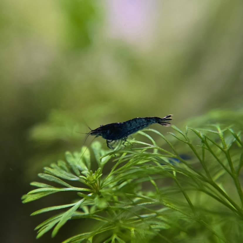 Neocaridina Shrimp