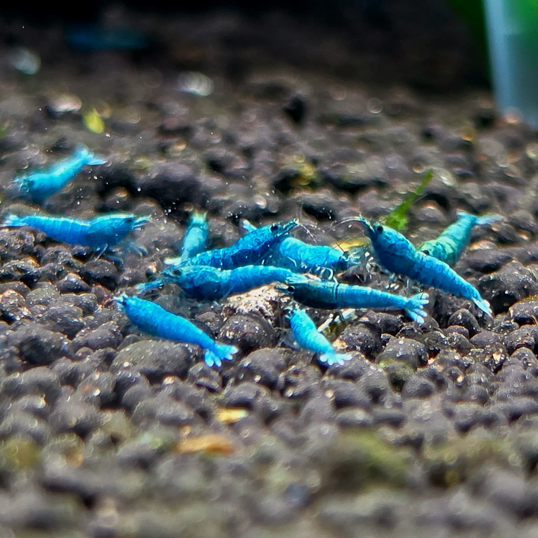 Extreme Blue Bolt