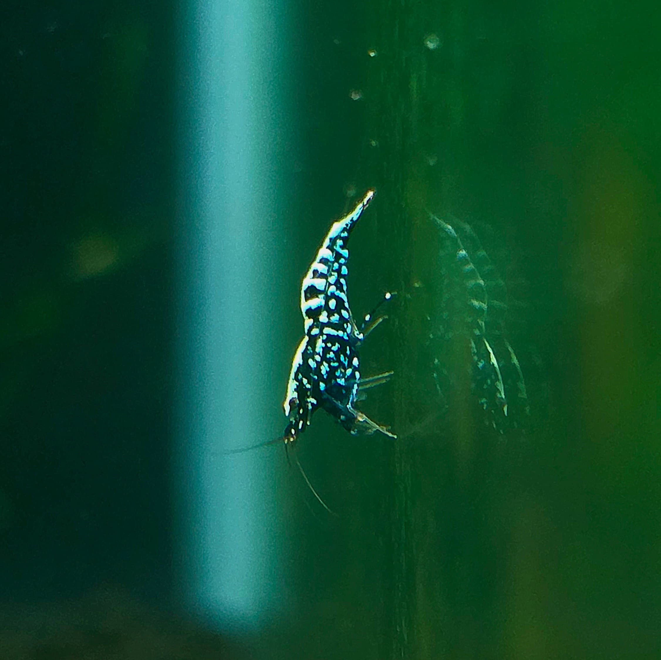 Black Galaxy Fishbone Snowflake