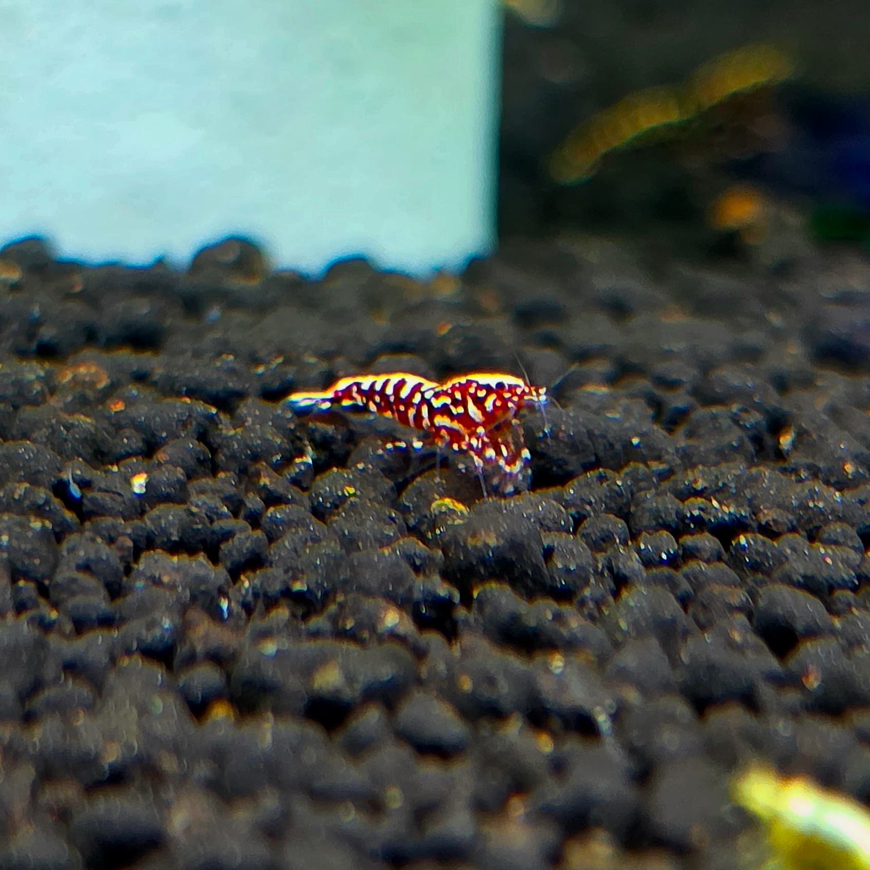 Red Galaxy Fishbone Snowflake