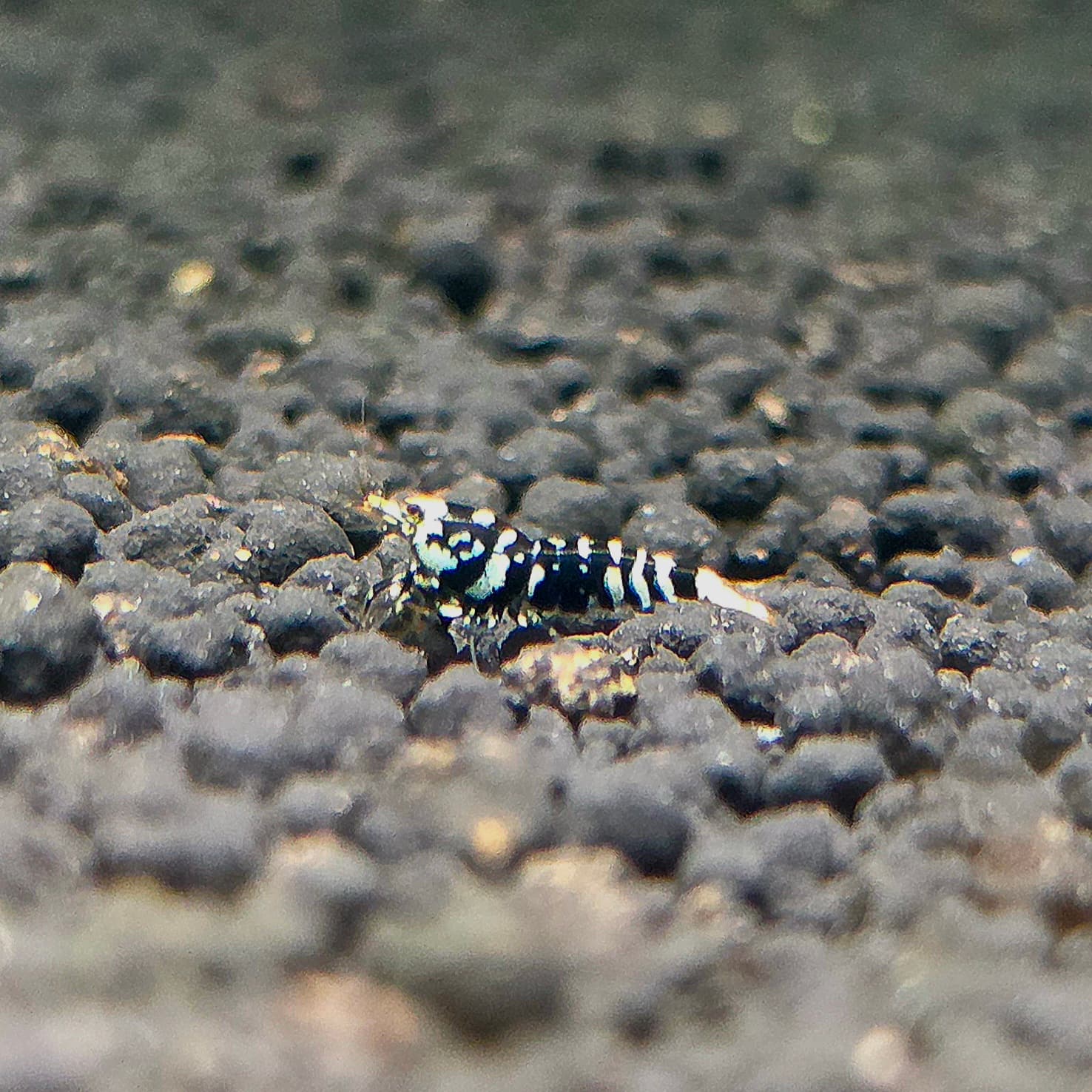 Black Galaxy Tiger