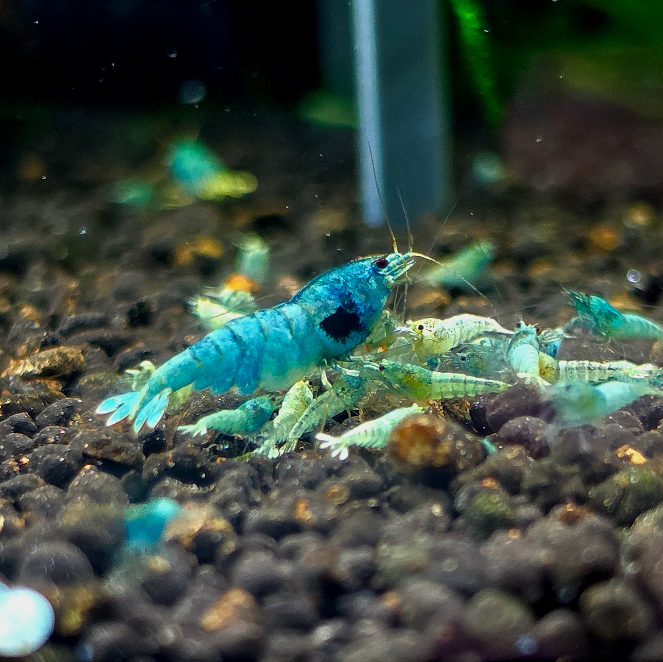 Blue Steel