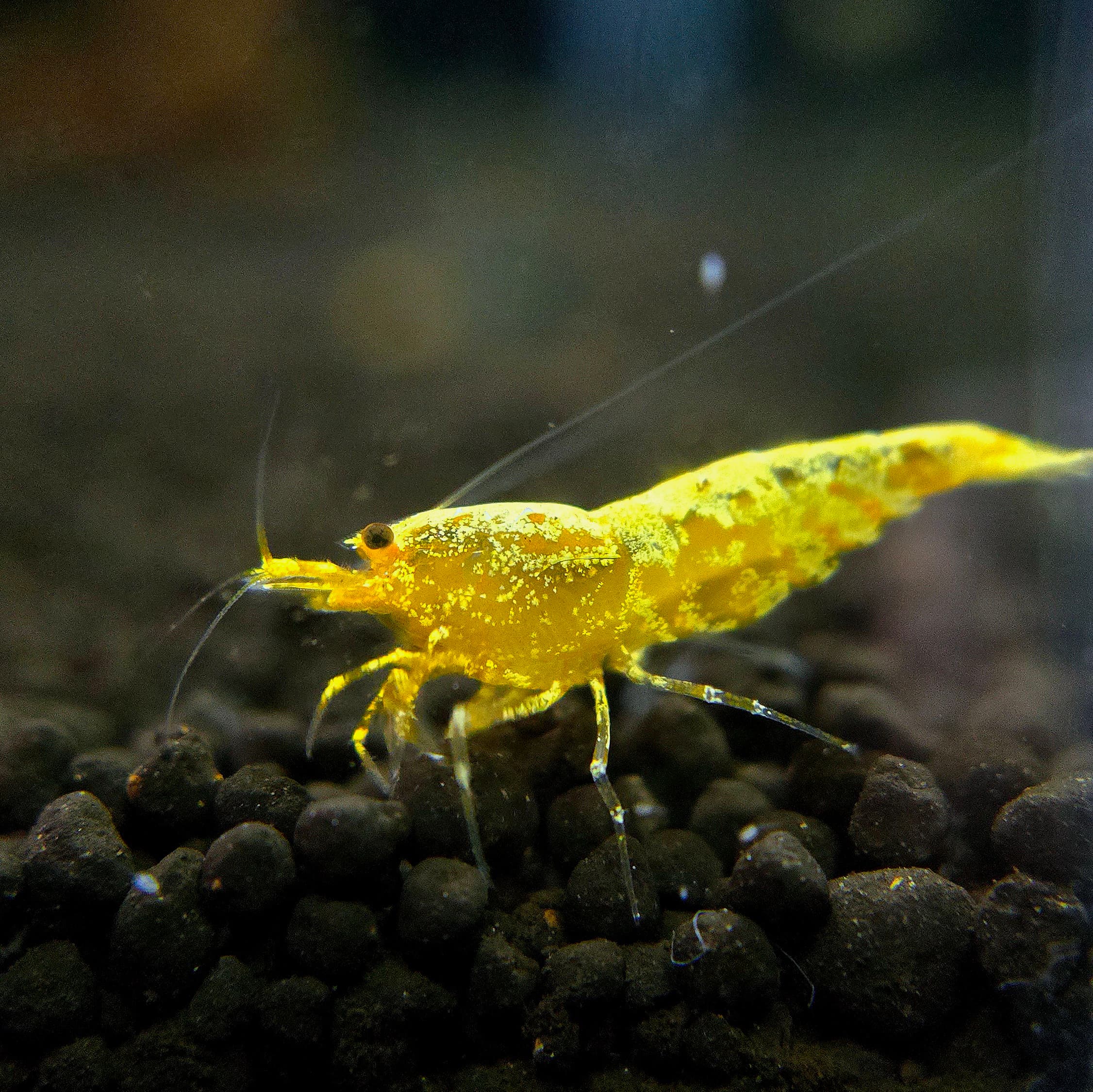 Yellow Galaxy 