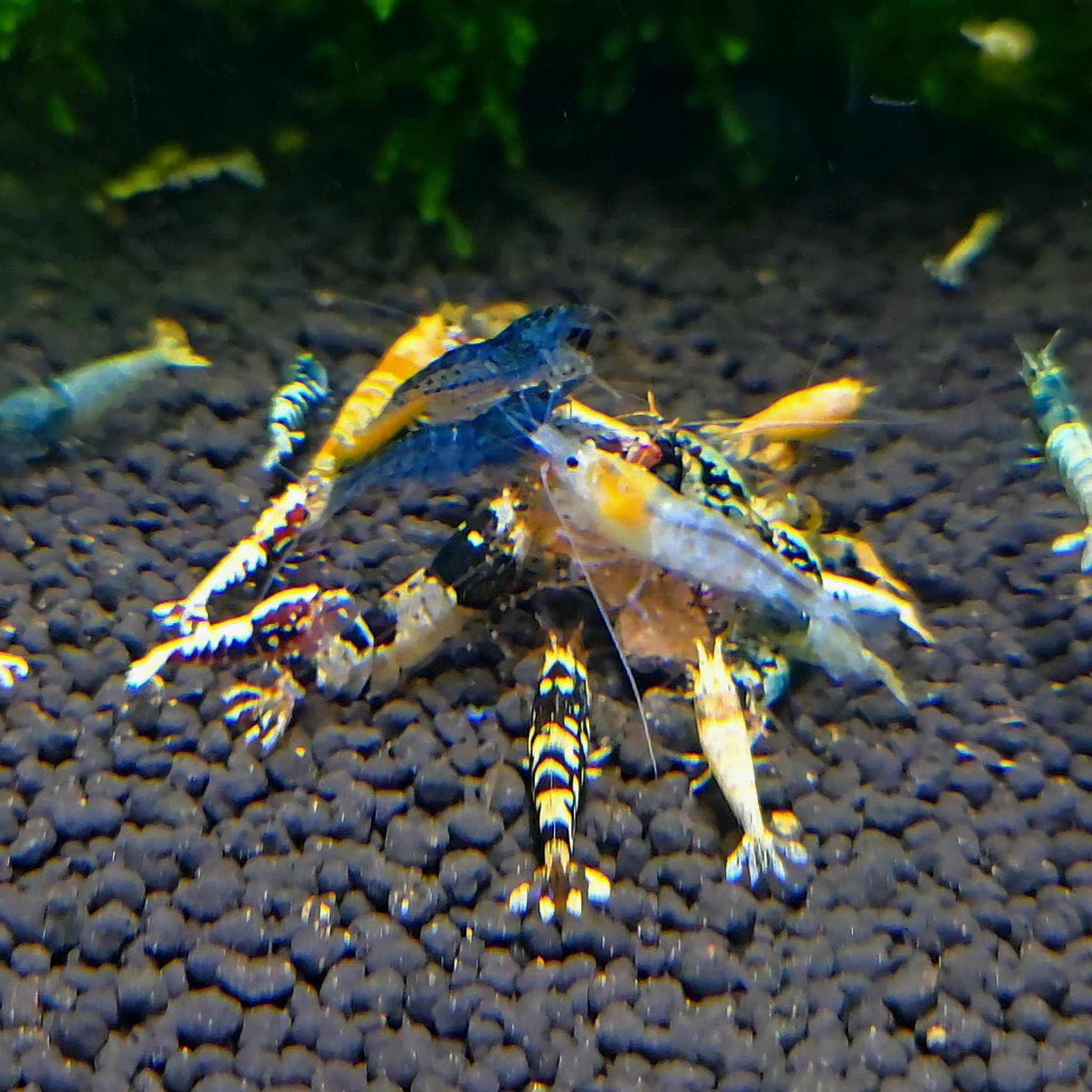 MISFITS Mixed Caridina