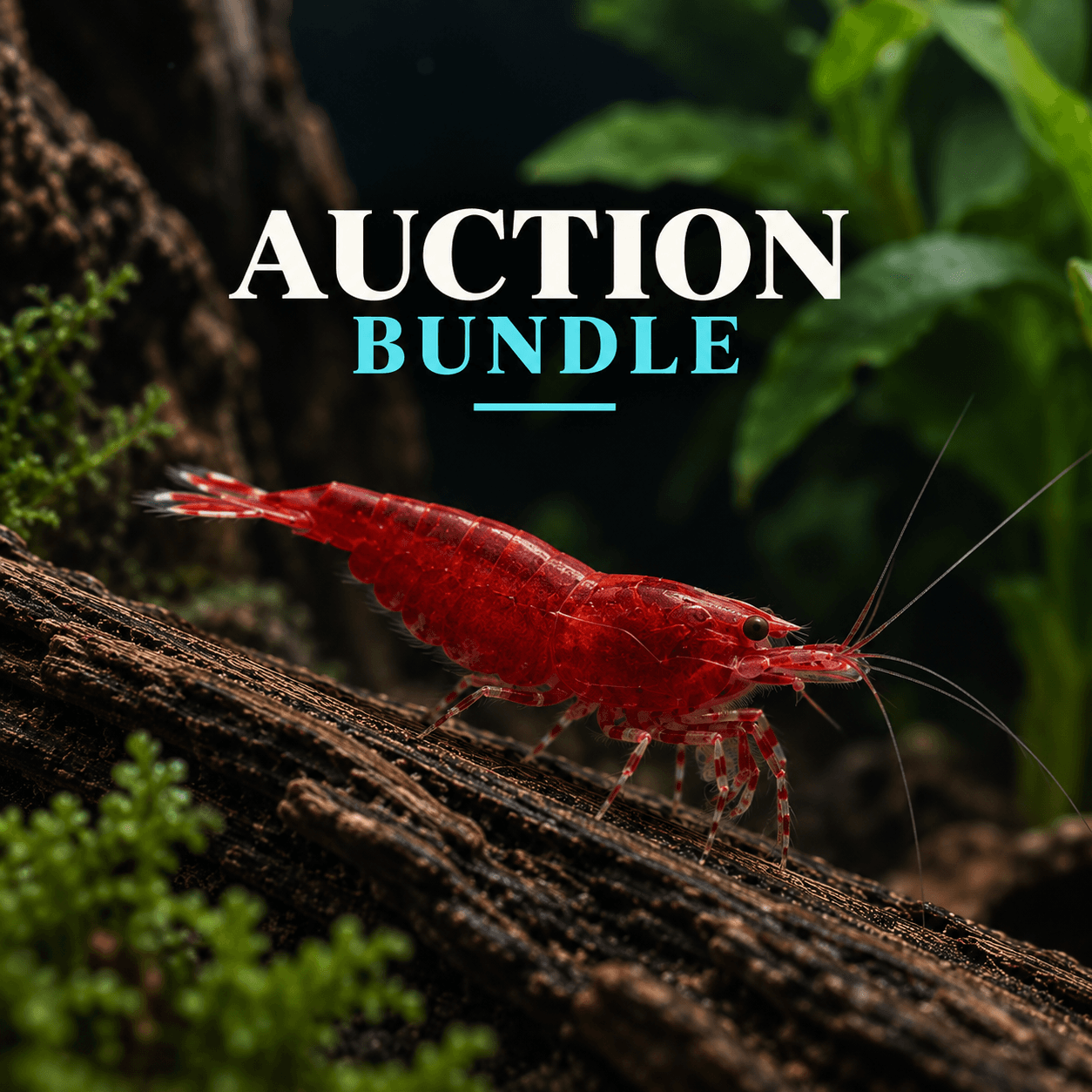 Shrimpford Rob Auction Bundle