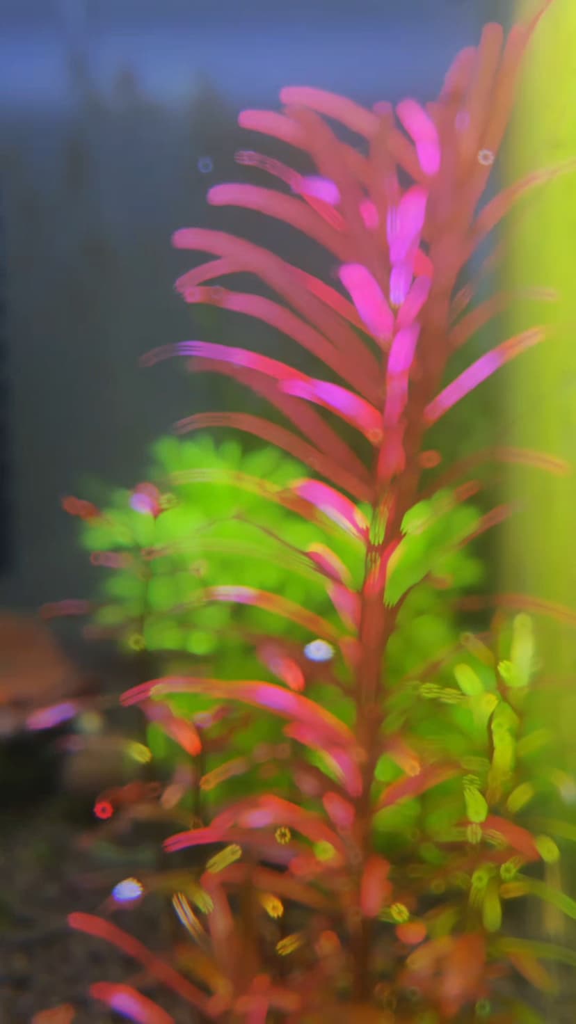 Plants