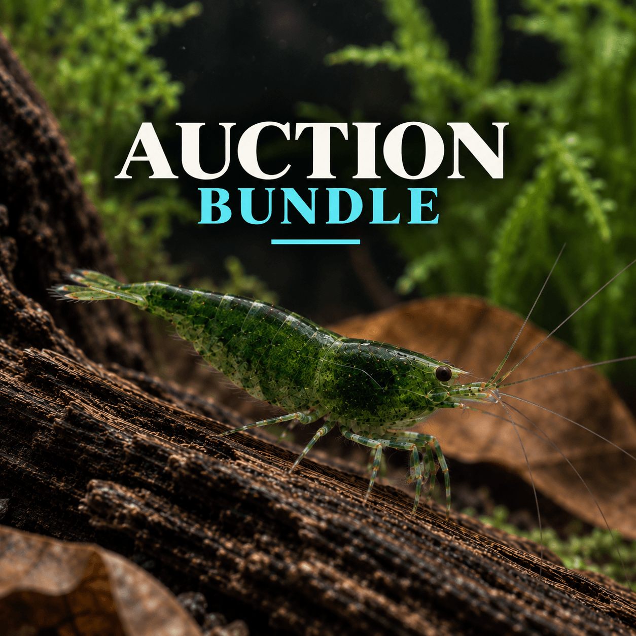Jizm Auction Bundle