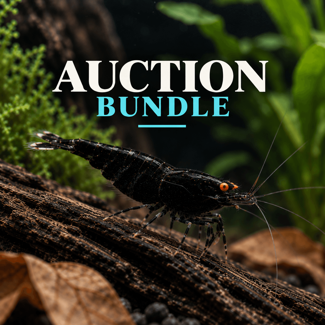 Chriswaddell Auction Bundle