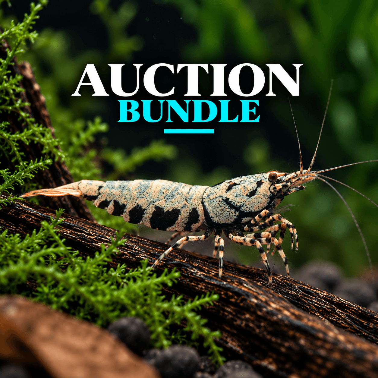 ReeceJJ Auction Bundle