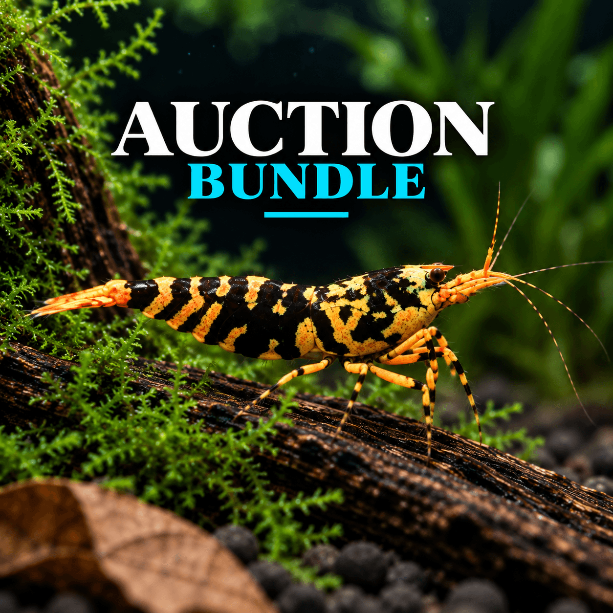 Y44RDC Auction Bundle