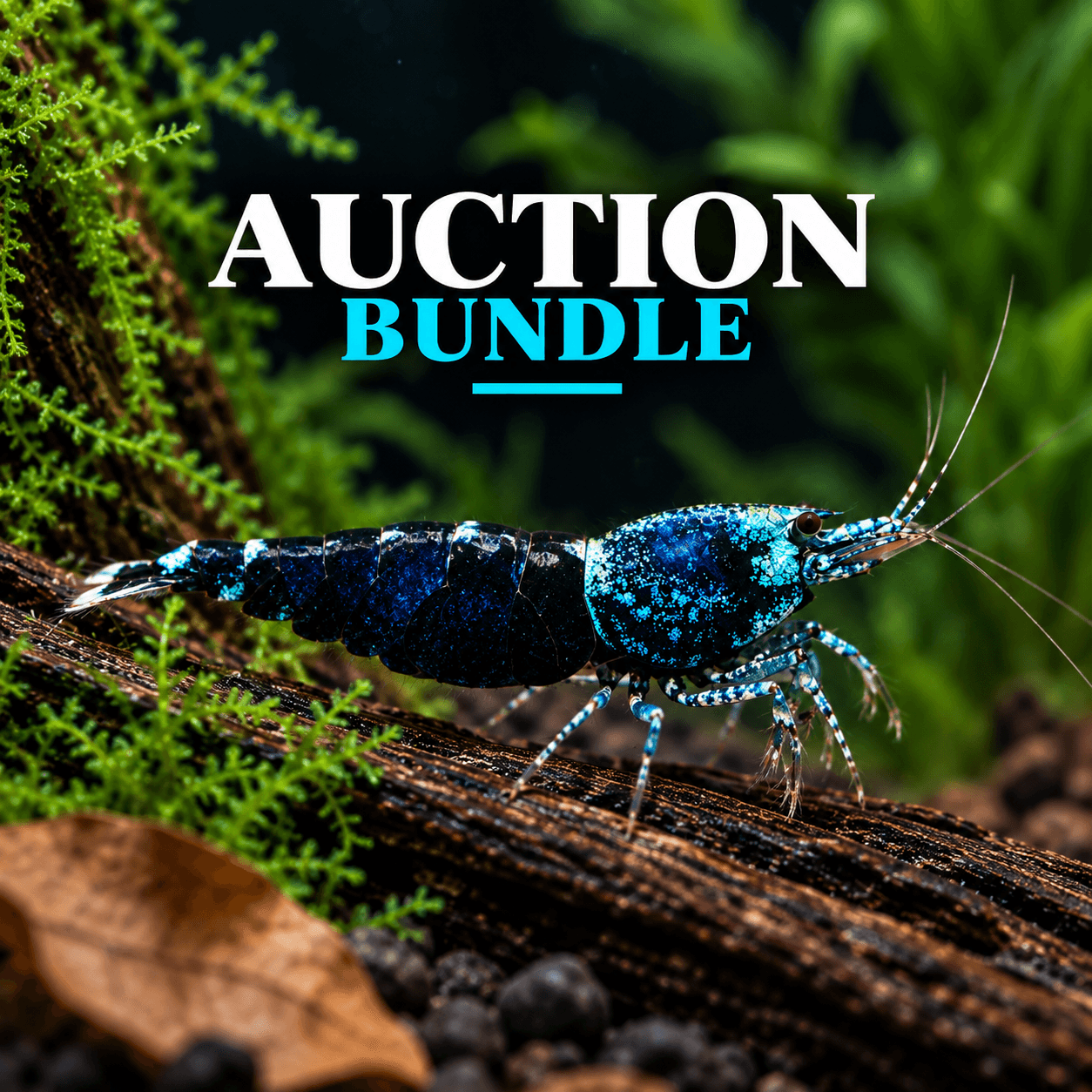 NorthernYem Auction Bundle