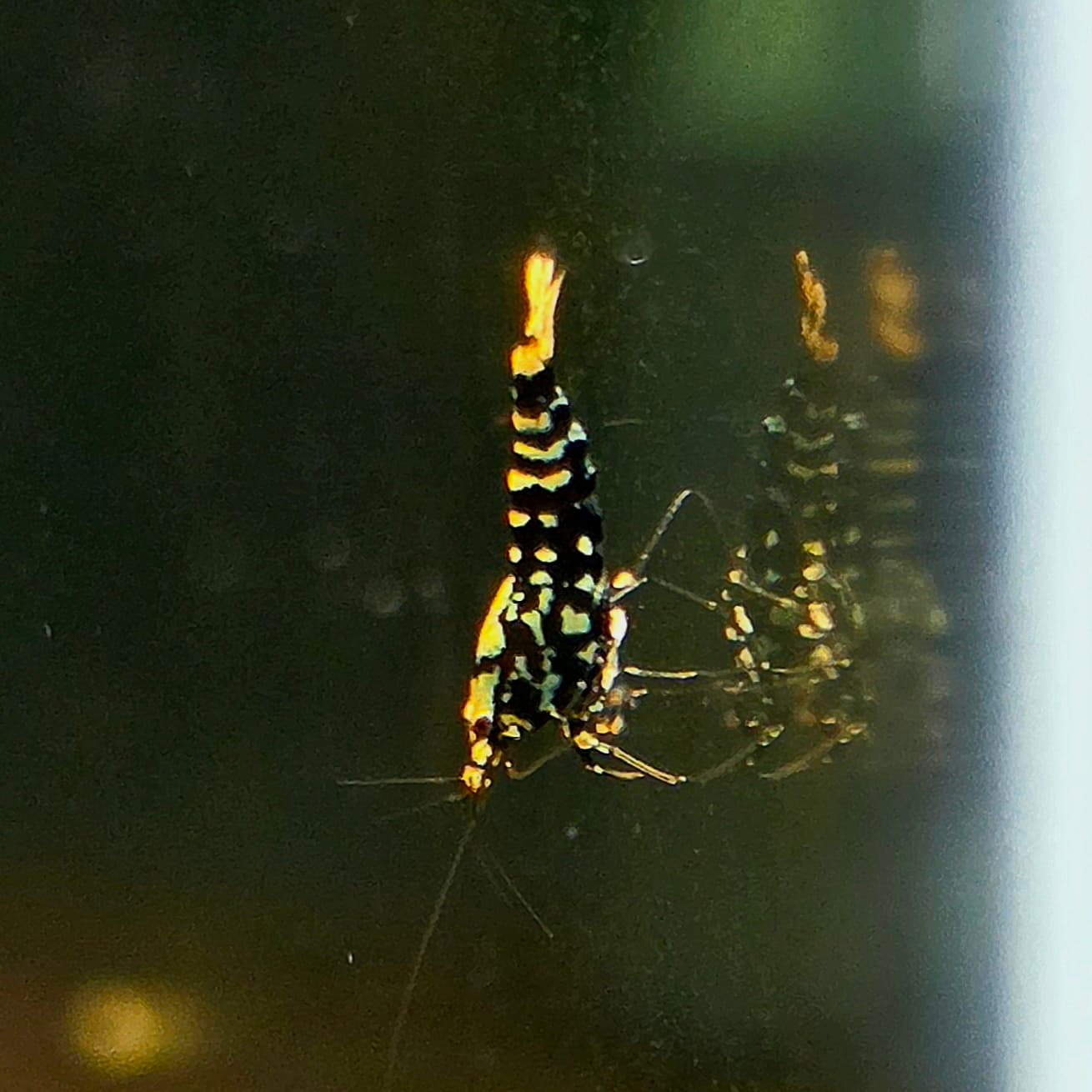 Black Galaxy Tiger