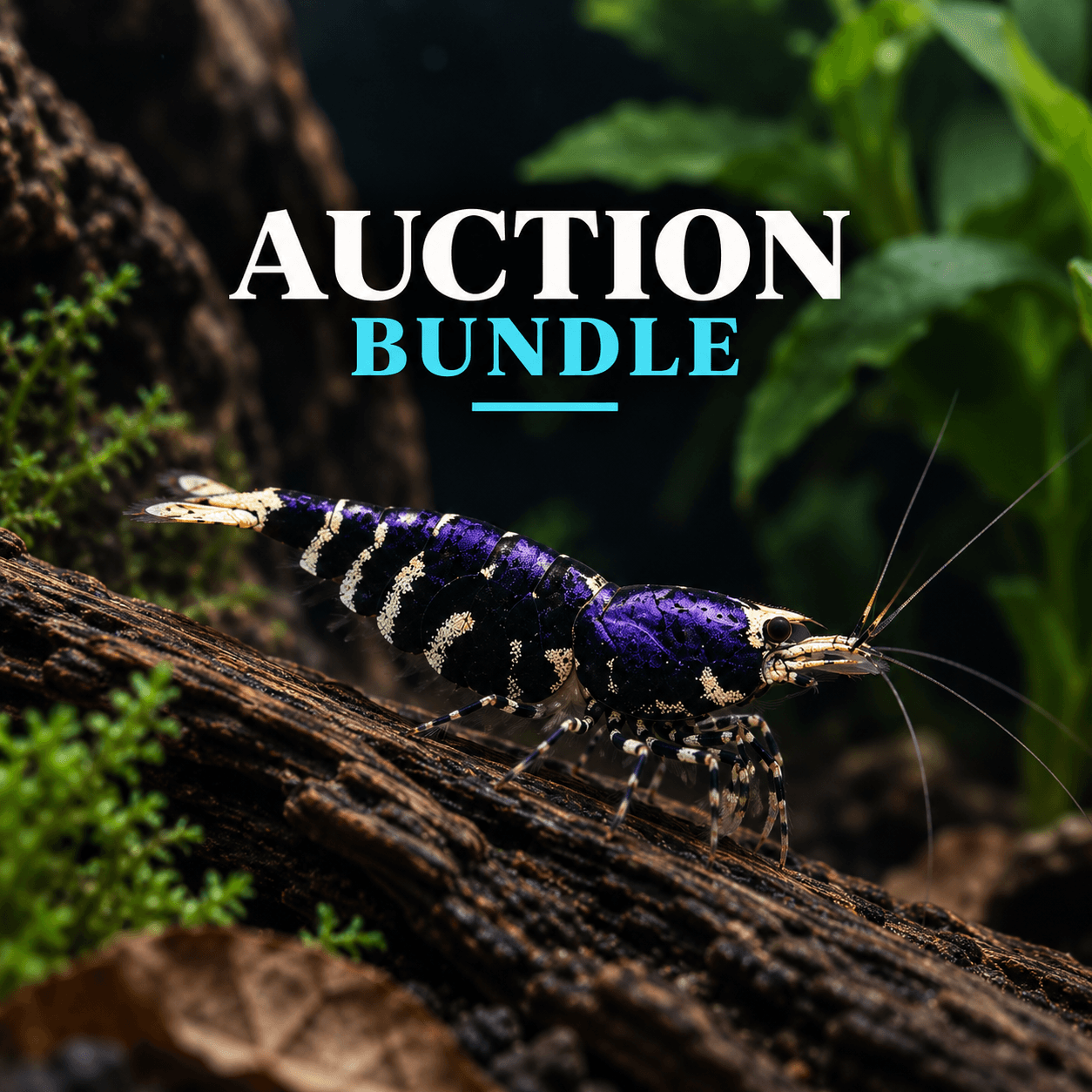 AJJ Auction Bundle