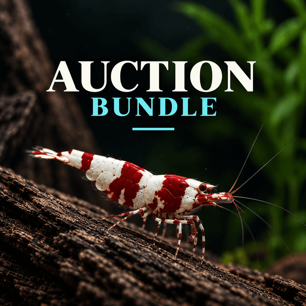 Jake E Auction Bundle