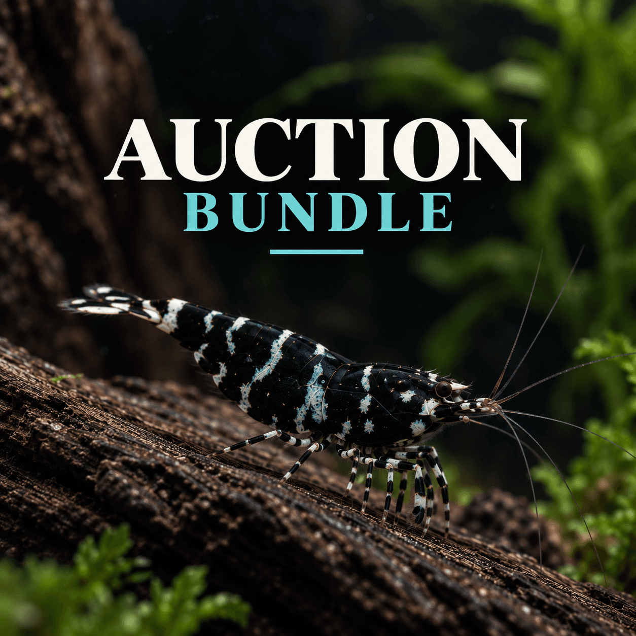 Shannon McGowan Auction Bundle